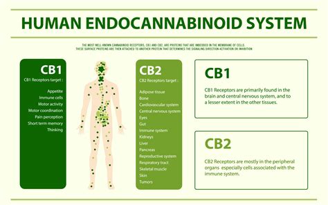 What Is Cbd The Comprehensive Guide Cbd Oil Direct
