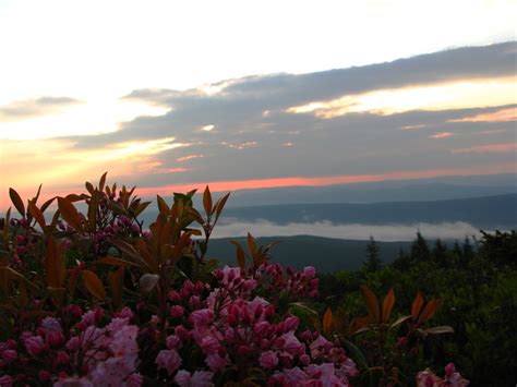 Wild Azalea Sunrise The Sky Free Nature Pictures By Forestwander