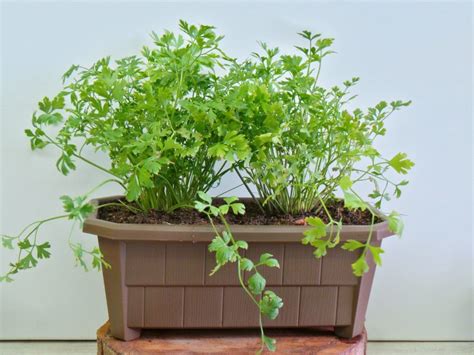 Daun parsley adalah salah satu herba yang paling popular di dunia dimana ia mengandungi vitamin dan nutrien yang penting. Parsley in Large Container - www.daun.com.my