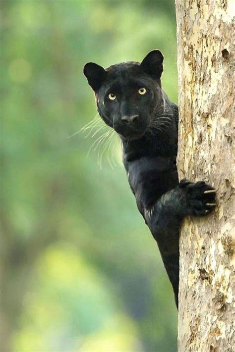 Panther Animals Animals Wild Cats Cute Animals