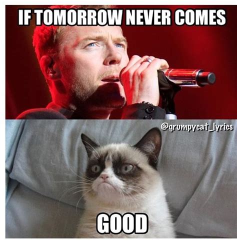 Grumpy Cat Sings If Tomorrow Never Comes By Ronan Keating Animal Humour