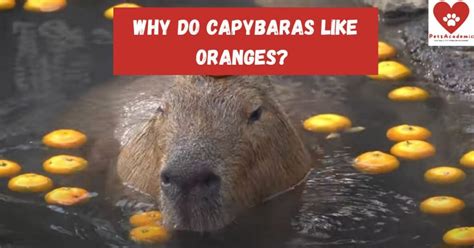 Why Do Capybaras Like Oranges Yuzu Bath For You Capybara Pets Academic