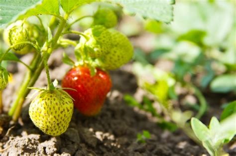 Maybe you would like to learn more about one of these? Fruit trees for small spaces - Rushfields Plant Centre
