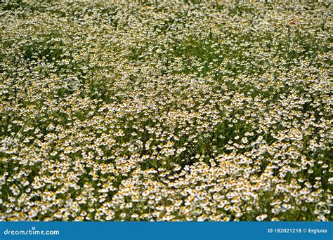 A Flowery Meadow Covered With Chamomile Stock Photo Image Of Field