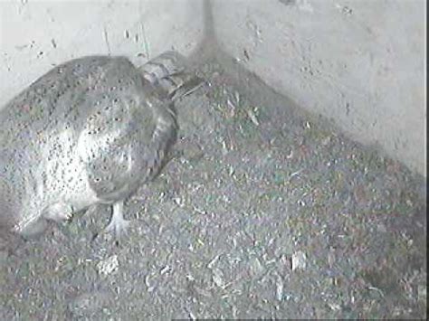 Lanky, with a whitish face, chest, and belly, and buffy upperparts, this owl roosts in hidden. Male Barn Owl stomps feet, mates/M Kerkuil stampvoet, 1e ...