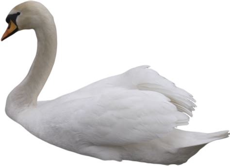 White Swan Png Transparent Image Download Size 600x434px