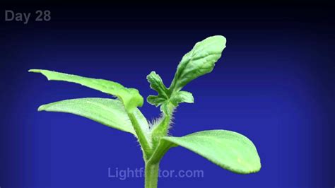 How can you not know what a brussel sprout looks like? Watermelon Plant Time Lapse - YouTube