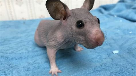 Hairless Hamster Gets New Sweater As Winter Approaches BBC News
