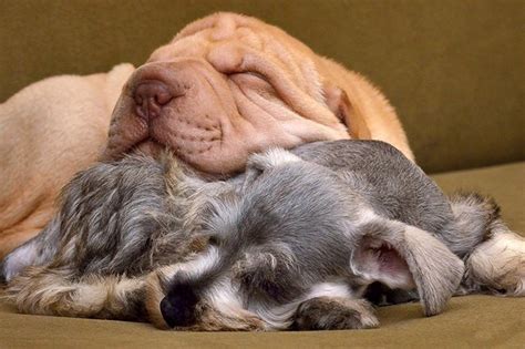 Brothers from different litters meeting for the first time today! Raising Two Puppies From Different Litters | Cuteness