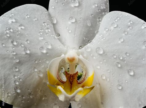 Vagina Erotic Orchid Flower Close Up Orgasm Flower Imitating The Female Sex Pussy Vulva