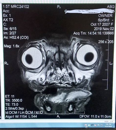 The Mri Scan Of This Pug Will Haunt Your Dreams The Poke
