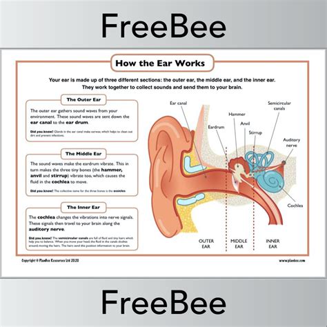 How The Ear Works For Kids Kids Poster Ks2 Classroom Science For Kids