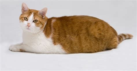 Allerdings toben katzen in jedem alter, natürlich nicht mehr so, wie die kleinen ;o). Ist meine Katze übergewichtig? Daran sehen Sie es ...