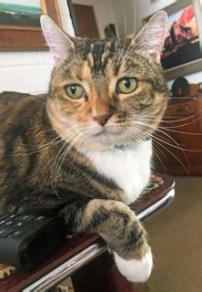 We check past and present employment references, and equally important, we have to personally like them before they join our team. Reigning Cats & Dogs Pet Sitting Service LLC