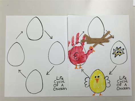 A chicken's life cycle begins before it hatches from it's egg. Life cycle of a chicken | Life cycles preschool, Chicken ...