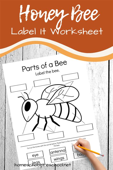 This Parts Of A Bee Preschool Worksheet Is Perfect For Your Life Cycle Insect And General Bee