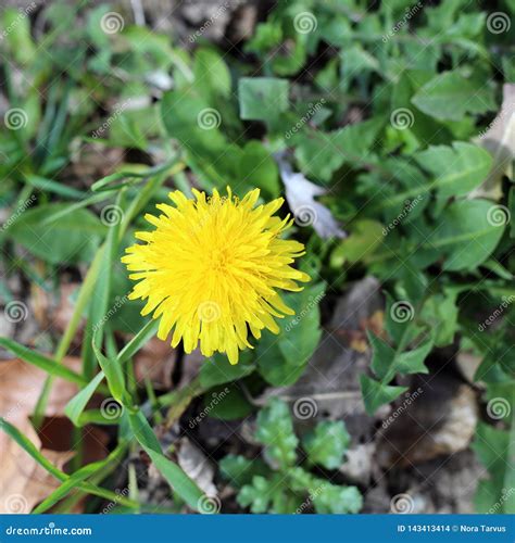 Beautiful Yellow Dandelion On A Green Meadow Stock Photo Image Of