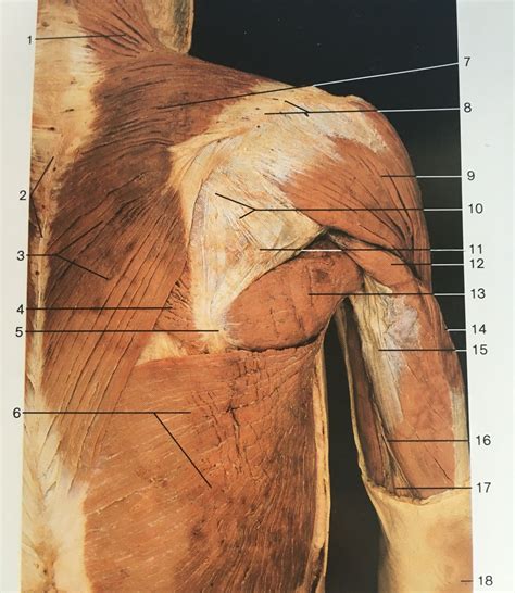 This section explores the different types of muscles in our body and their involvement in sporting activities. Superficial layer of dorsal aspect of upper limb muscles ...
