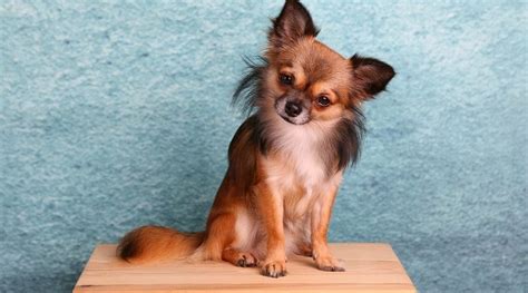 Well, they might be a little cold, but usually they quiver when. Chihuahua - een opvallend hondenras | Dierennieuws.nl