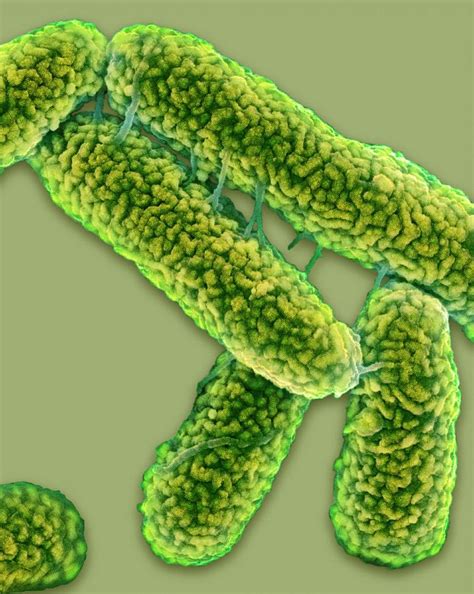 Escherichia coli (abbreviated as e. E. Coli Bacteria Photograph by Science Photo Library