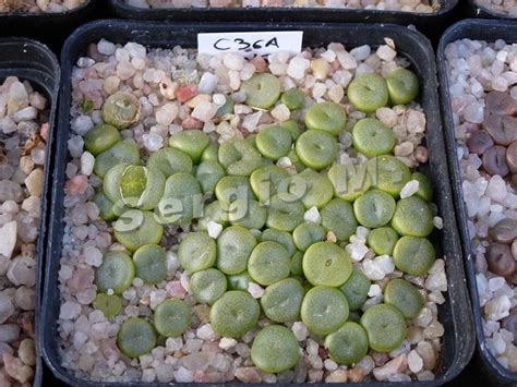 En cactus y suculentas podrás encontrar información práctica y amena con la que pretendemos acercar a todos la afición por estas plantas. Mis Cactus, Suculentas y otras plantas: Semilleros 2015 ...