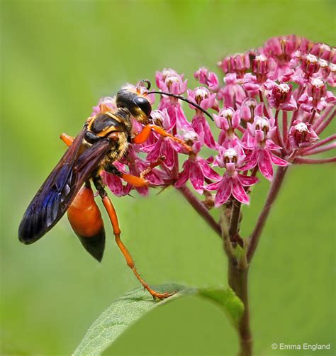 Great Golden Digger Wasp Emma England Nature Photography