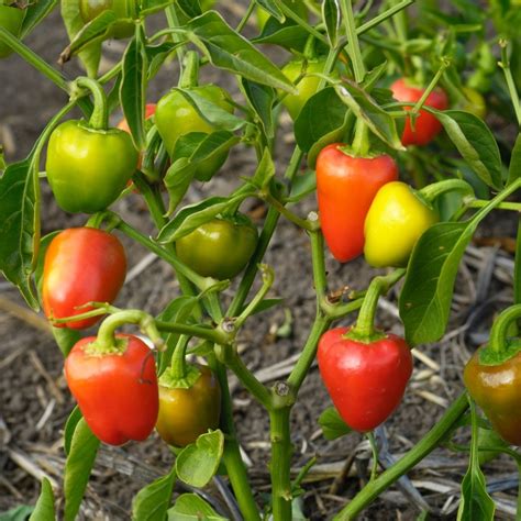 Capsicum Mini Bell Mix Seeds The Seed Collection
