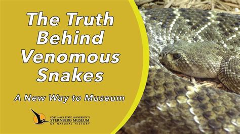 The Truth Behind Venomous Snakes | A New Way to Museum - YouTube
