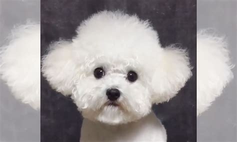 See more ideas about animal pictures, cute animals, cute animal pictures. 5 Videos Of Cute Animals To Get You Through The Week - The ...