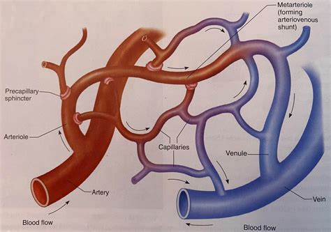 Blood Vessel Structure Diagram