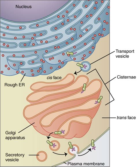 The rough endoplasmic reticulum (er) create and. Difference Between Golgi Bodies and Mitochondria ...