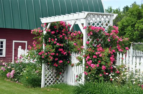 Posts About Climbing Rose On Porch On Just Two Farm Kids Climbing