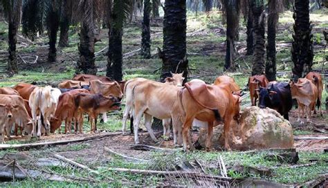 Disebabkan ia mudah tersebar, elakkan bertemu orang dan tempat kerja sehingga penyakit ini sembuh sepenuhnya. Penyakit Kuku Dan Mulut Ternakan Lembu Serius