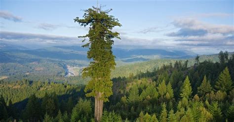 Saiba tudo sobre as maiores árvores do mundo Maiores e Melhores