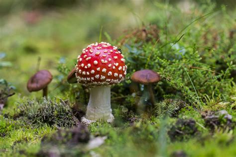 Free Images Nature Flower Red Autumn Botany Flora Fungus Fly