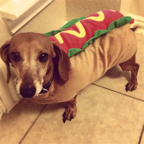 We Got Our Weenie Dog His Halloween Costume Today Oh Yes This Is