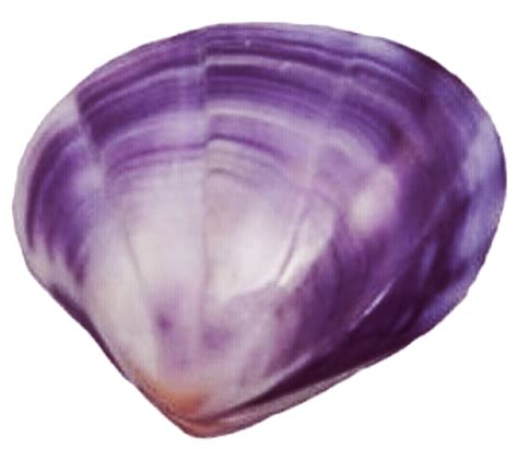 Purple Clipart Seashell Purple Seashell Transparent Free For Download
