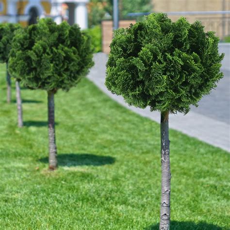 Dwarf Hinoki Cypress Trees For Sale Fastgrowingtrees Flowering