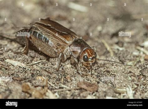 African Field Cricket Gryllus Bimaculatus Stock Photo Alamy