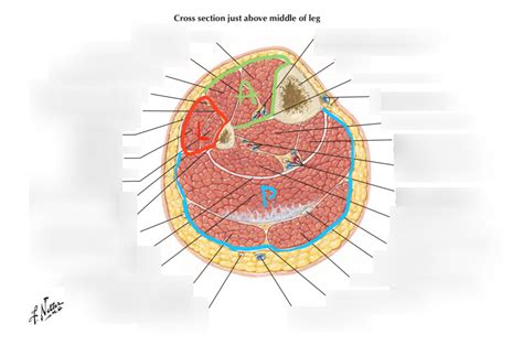 Cross Section Just Above Middle Of Leg Diagram Quizlet