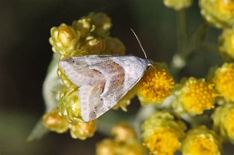 Das naturschutzgebiet umfasst rund 37 hektar land und weist eine einzigartige vegetation auf. Düne-Sandhausen