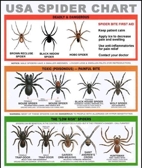 Us Venomous Spiders Black Widow Brown Recluse And Hobo Spider