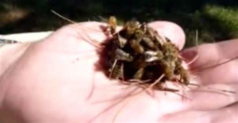Man Finds A Ball Of Honey Bees Only To Discover Queen Bee Being