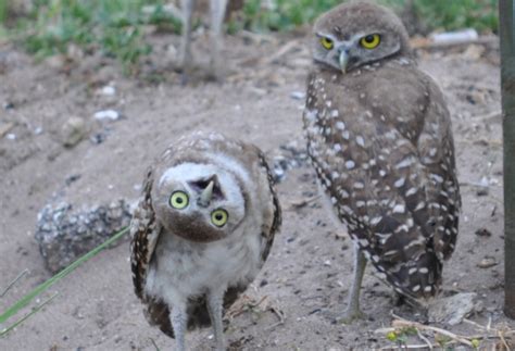 Cactus is a type of plant that can store large amounts of water and survive in extremely hot and dry habitats. Burrowing Owl Festival - CapeStyle Magazine Online
