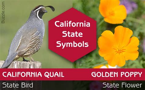 A List Of California State Symbols That Everyone Should Know State