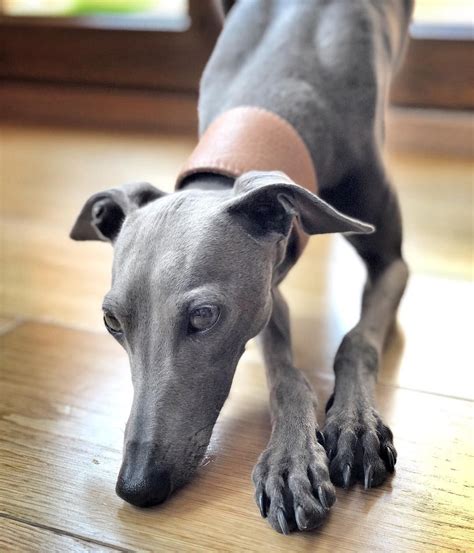 Shop for italian greyhound wall art from the world's greatest living artists. Grey Italian greyhound | Grey hound dog, Whippet puppies