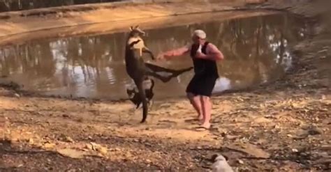 Kangaroo Kicks An Australian Man On His Back