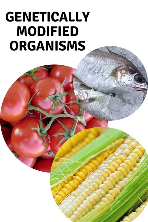 Need A Lesson Plan On Genetically Modified Organisms Click Here
