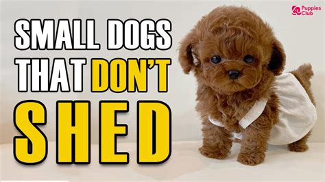 Toy Dog Breeds That Dont Shed Wow Blog