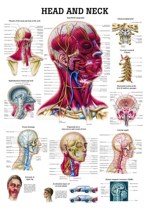 Head And Neck Laminated Anatomy Chart Human Body Anatomy Head And